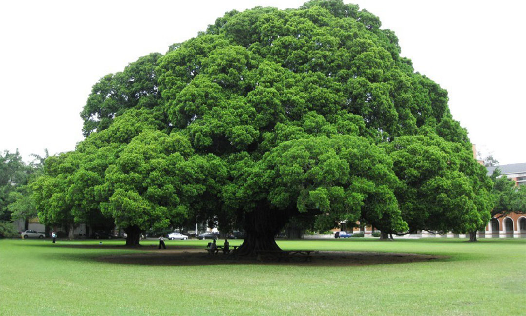 广元金榕树服务号代运营案例